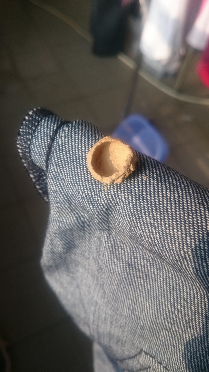 奇景!有不明生物想在我的Nudie牛仔褲上築巢??