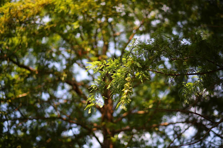 【實拍】Samyang AF 85mm f/1.4 EF lens 動手玩‧畫質不俗的平價紅圈圈！