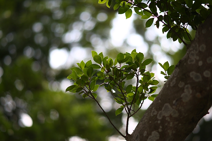 【實拍】Samyang AF 85mm f/1.4 EF lens 動手玩‧畫質不俗的平價紅圈圈！