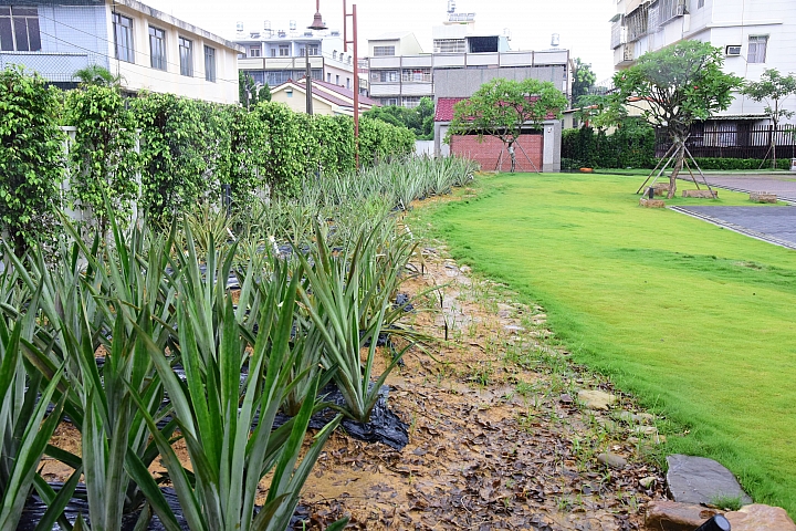 高雄大樹區九曲堂泰芳鳳梨罐頭工場