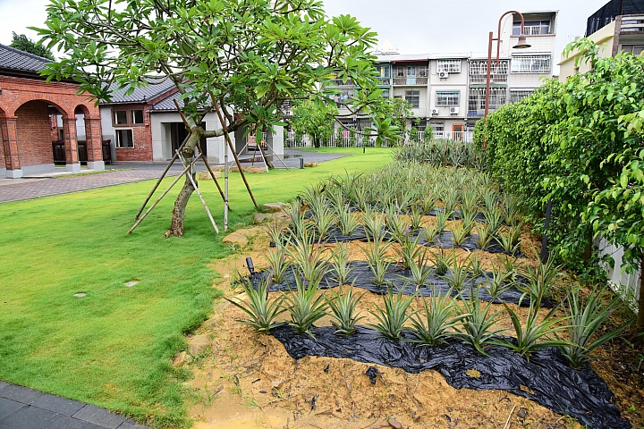 高雄大樹區九曲堂泰芳鳳梨罐頭工場
