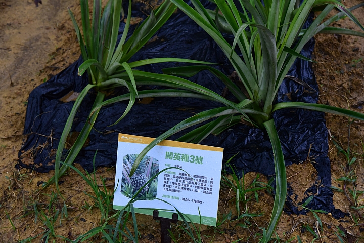 高雄大樹區九曲堂泰芳鳳梨罐頭工場