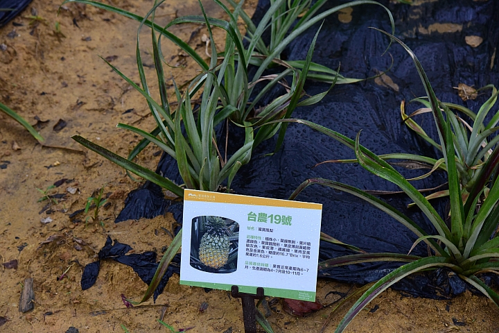 高雄大樹區九曲堂泰芳鳳梨罐頭工場