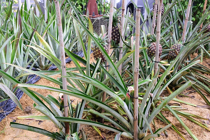 高雄大樹區九曲堂泰芳鳳梨罐頭工場