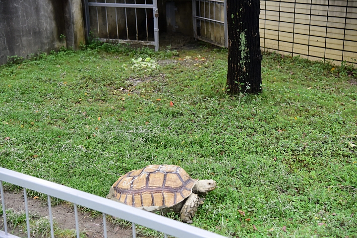 吃雞?抓雞?最後雞龜同籠了。您會解雞兔同籠數學題嗎?
