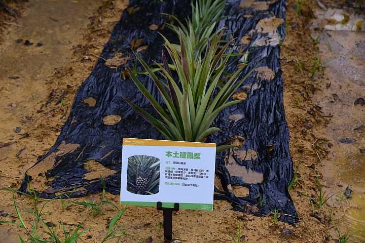高雄大樹區九曲堂泰芳鳳梨罐頭工場