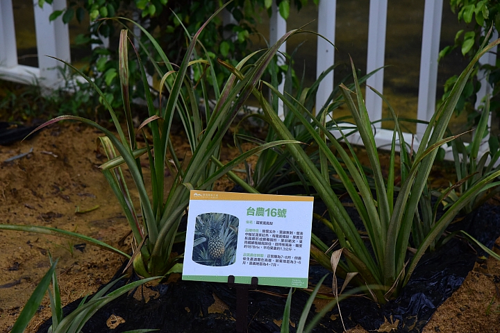 高雄大樹區九曲堂泰芳鳳梨罐頭工場