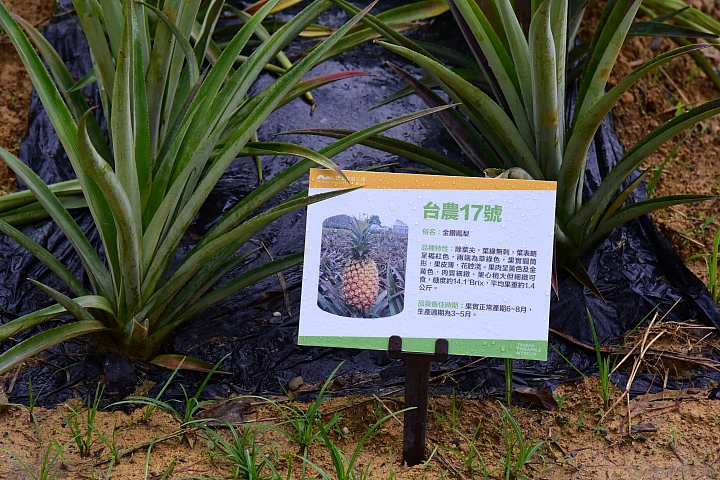 高雄大樹區九曲堂泰芳鳳梨罐頭工場