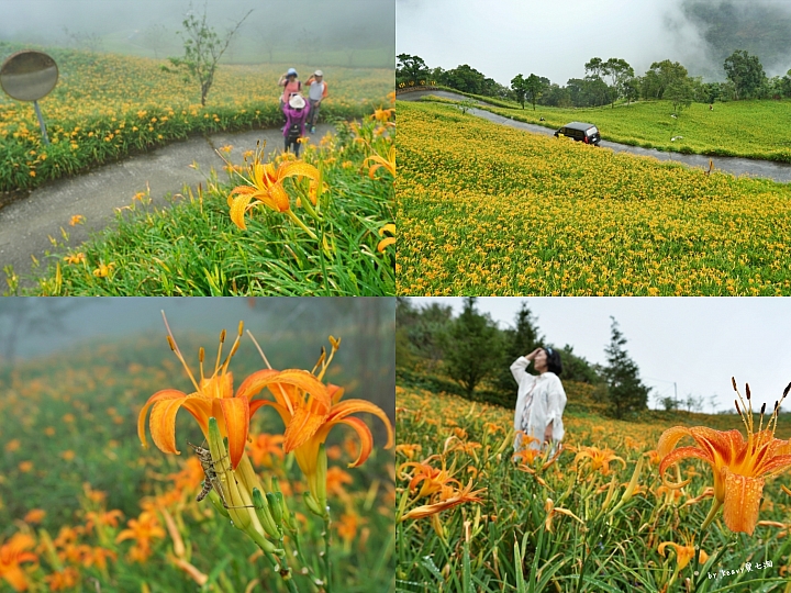 ★台東太麻里★【環山雅築】登熱氣球不用到鹿野/賞金針花、櫻花、楓葉通通有。