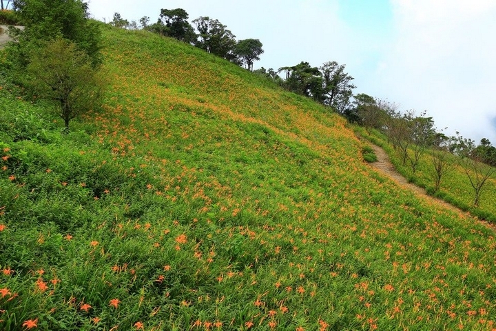 太麻里金針山花季遊