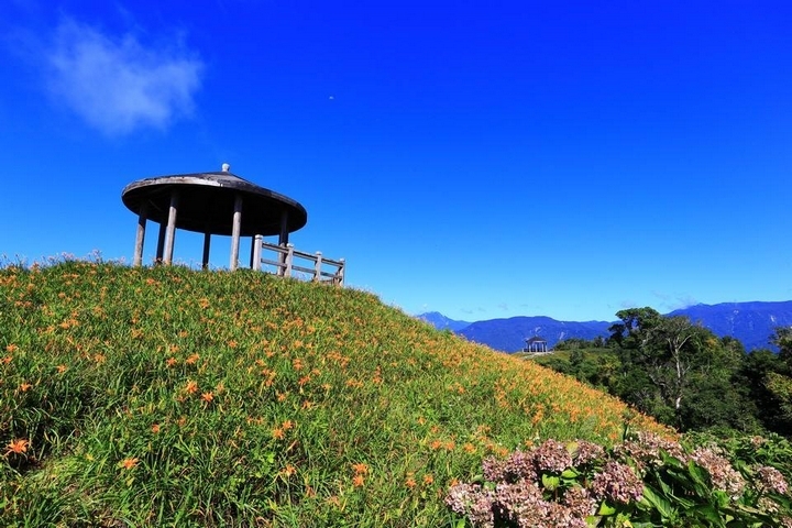 太麻里金針山花季遊