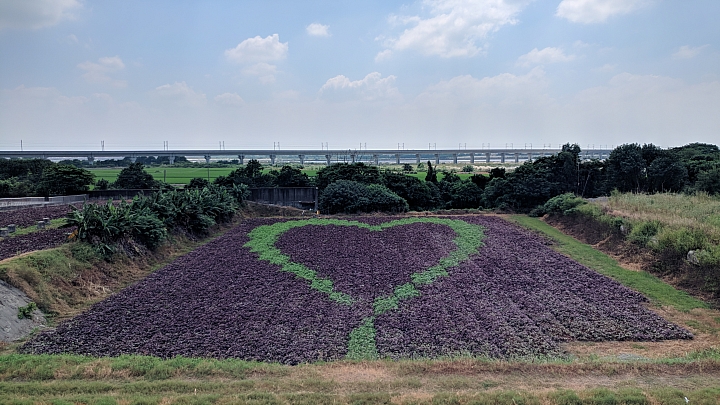 田在芯頭