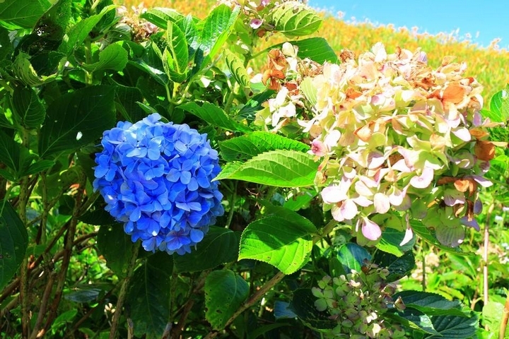 太麻里金針山花季遊