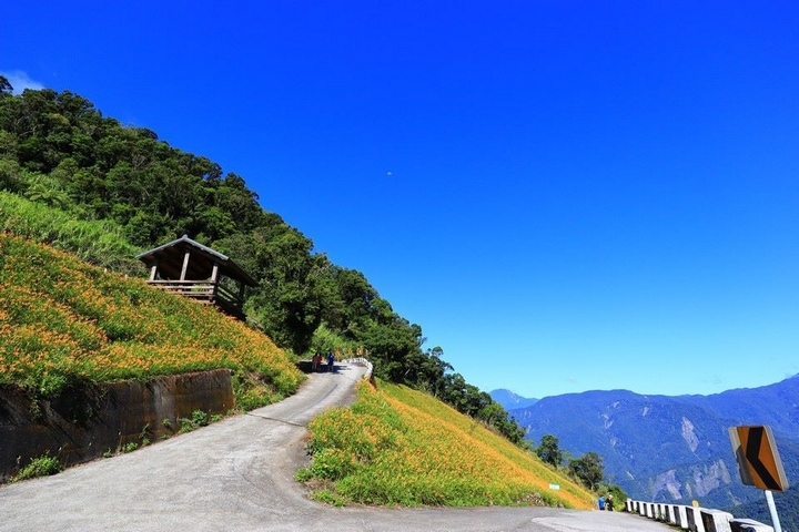 太麻里金針山花季遊