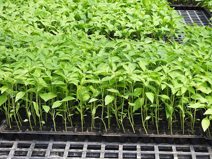 Nikon P1000蓋大樓