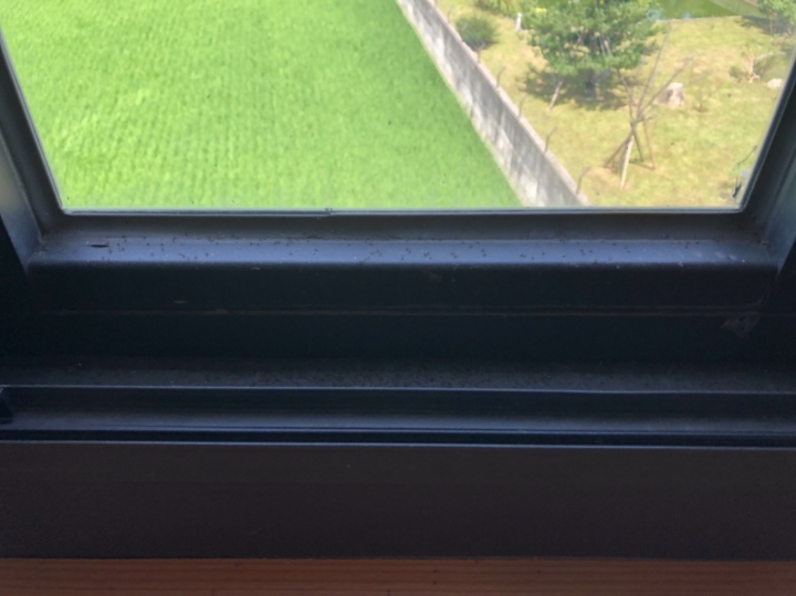 房間從7月開始被小黑飛蟲佔領