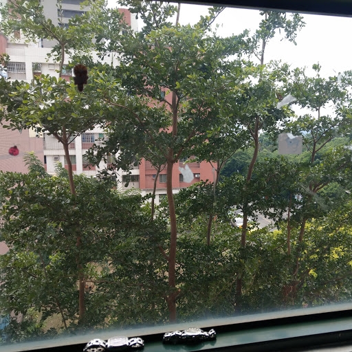 由路樹修剪問題看政府施政?