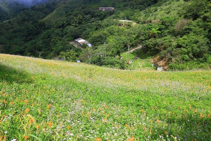 太麻里金針山花季遊