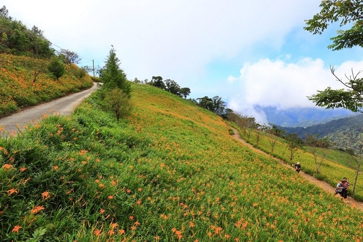 太麻里金針山花季遊