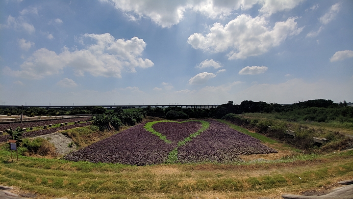 田在芯頭