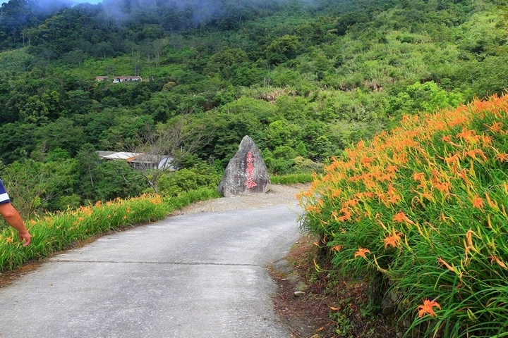 太麻里金針山花季遊