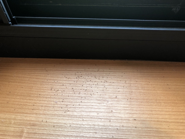房間從7月開始被小黑飛蟲佔領