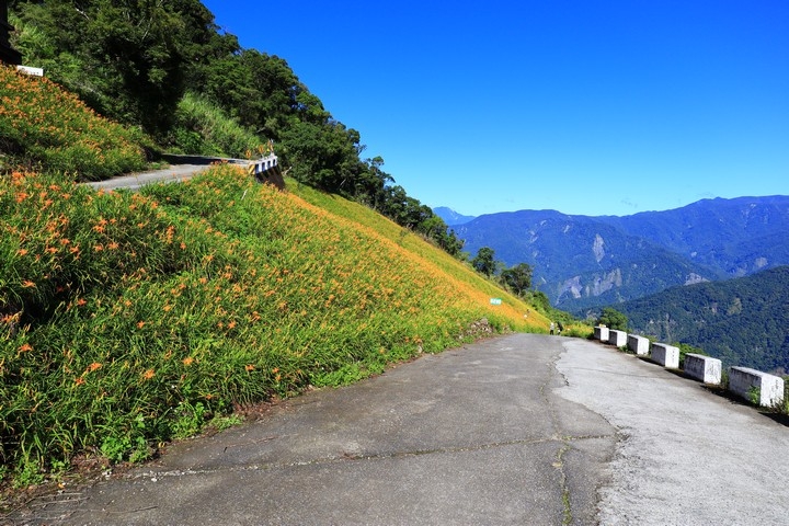 太麻里金針山花季遊