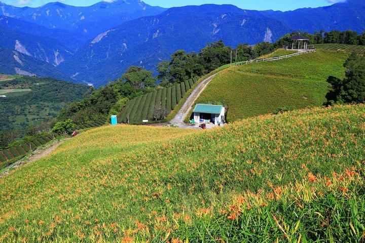 太麻里金針山花季遊
