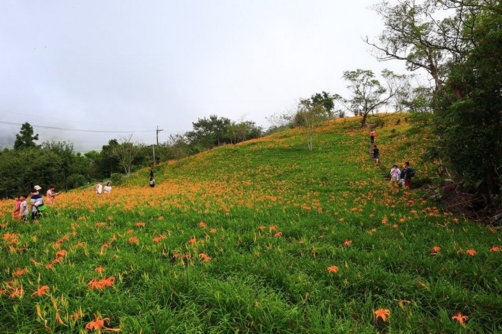 太麻里金針山花季遊