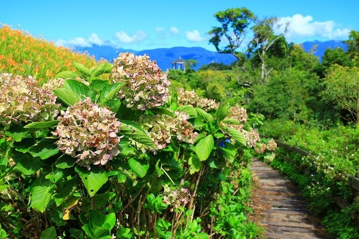太麻里金針山花季遊