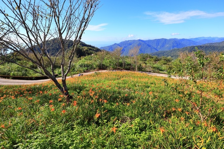 太麻里金針山花季遊