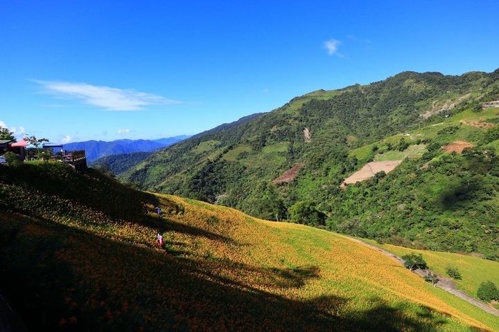 太麻里金針山花季遊