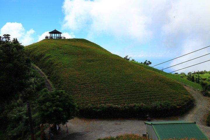太麻里金針山花季遊