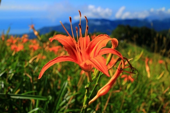 太麻里金針山花季遊