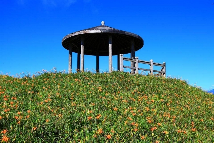 太麻里金針山花季遊