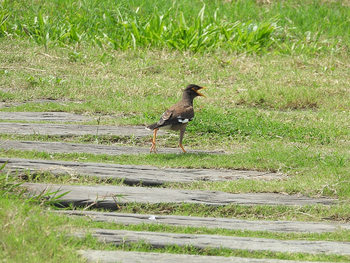 Nikon P1000蓋大樓