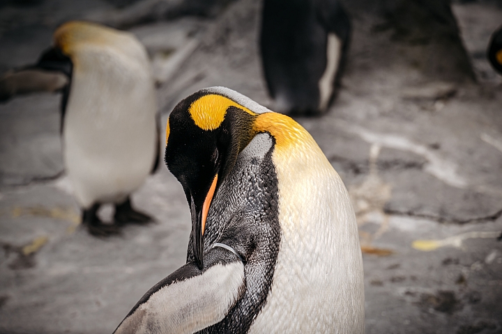 『分享』2018年初秋 北國尋蹤 by Leica SL