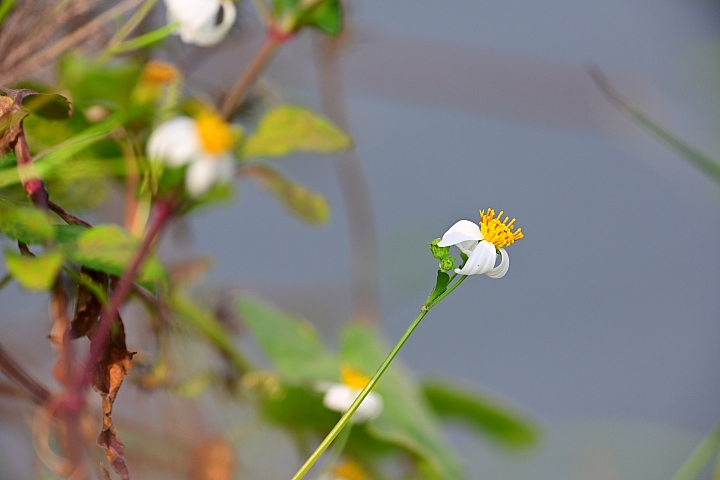 Nikon Z7的微細焦點AF實拍