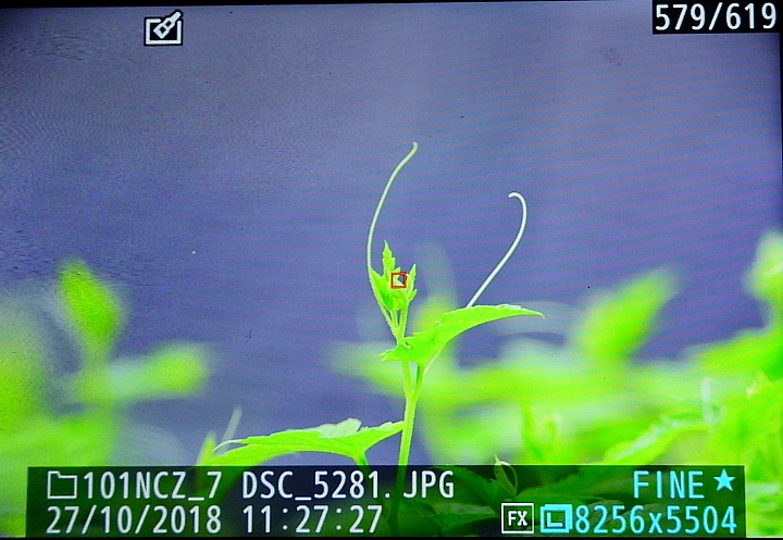 Nikon Z7的微細焦點AF實拍