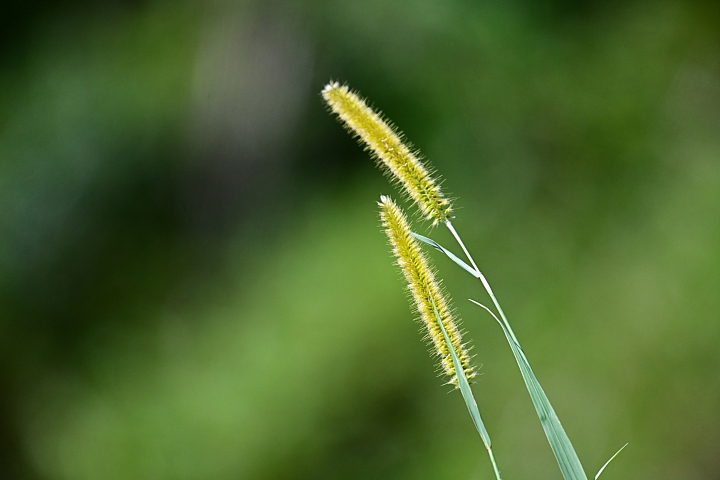 Nikon Z7的微細焦點AF實拍