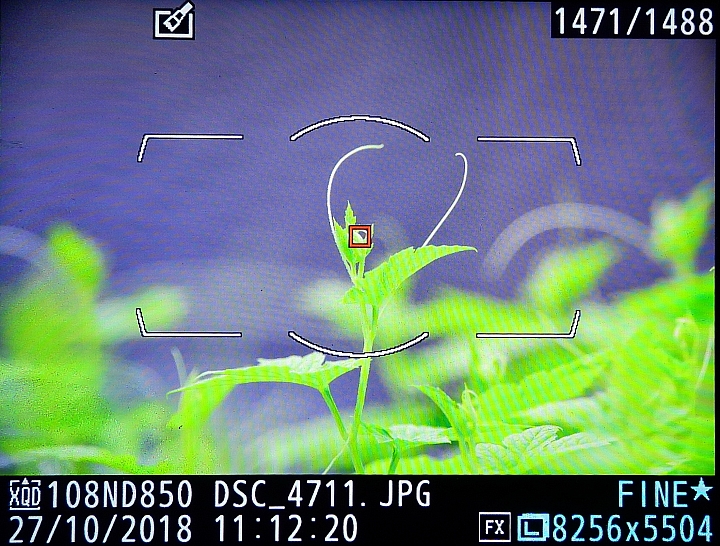 Nikon Z7的微細焦點AF實拍