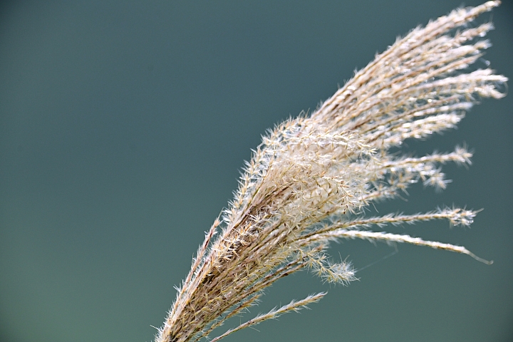 Nikon Z7的微細焦點AF實拍