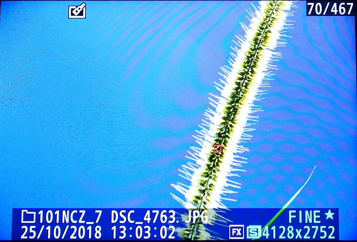 Nikon Z7的微細焦點AF實拍