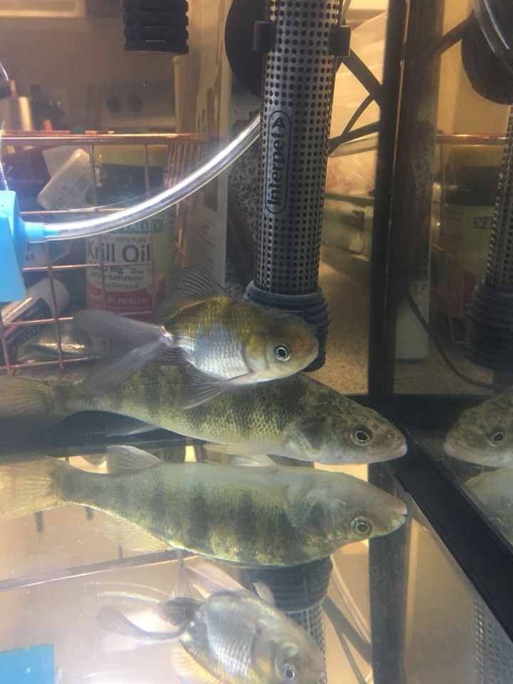 11/6更新 水霉來了,孔雀石綠治癒中