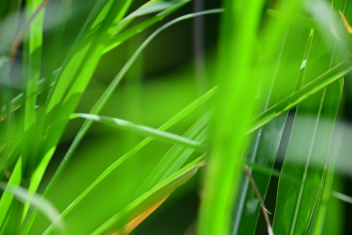 Nikon Z7的微細焦點AF實拍