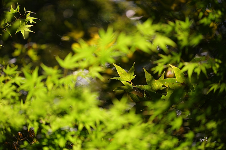Canon EF 70-200mm f/2.8L IS III USM 評測報告|ASC 鍍膜加持超有感 整體戰力更全面!
