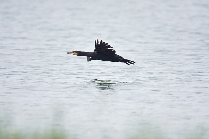 Nikon D5600以鸕鴜起飛蓋大樓