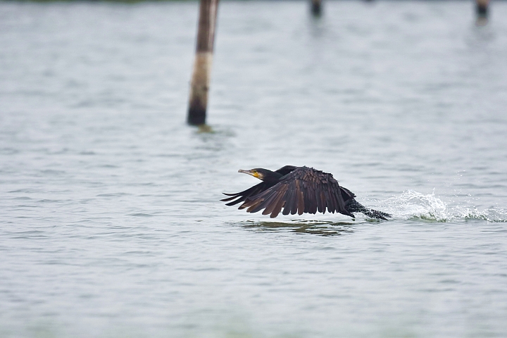 Nikon D5600以鸕鴜起飛蓋大樓