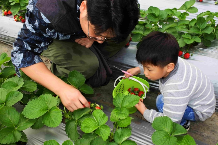 親子輕旅行 白石湖採草莓、踏青一日遊