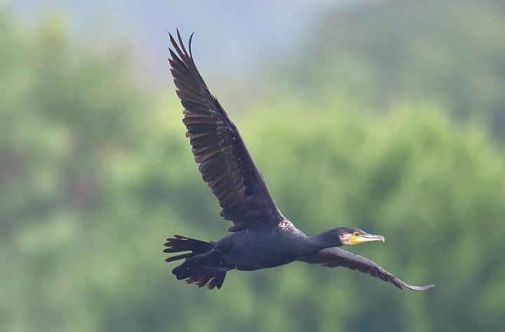 Nikon D5600以鸕鴜起飛蓋大樓